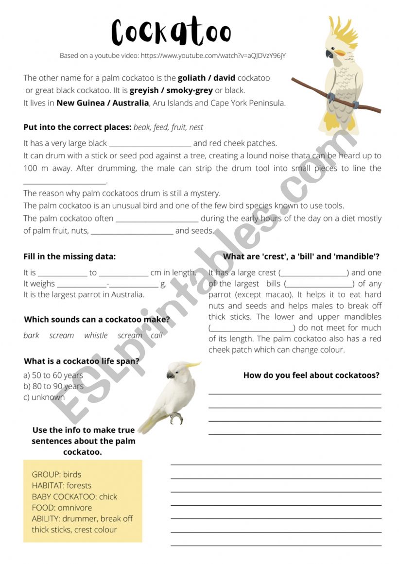 Cockatoo worksheet