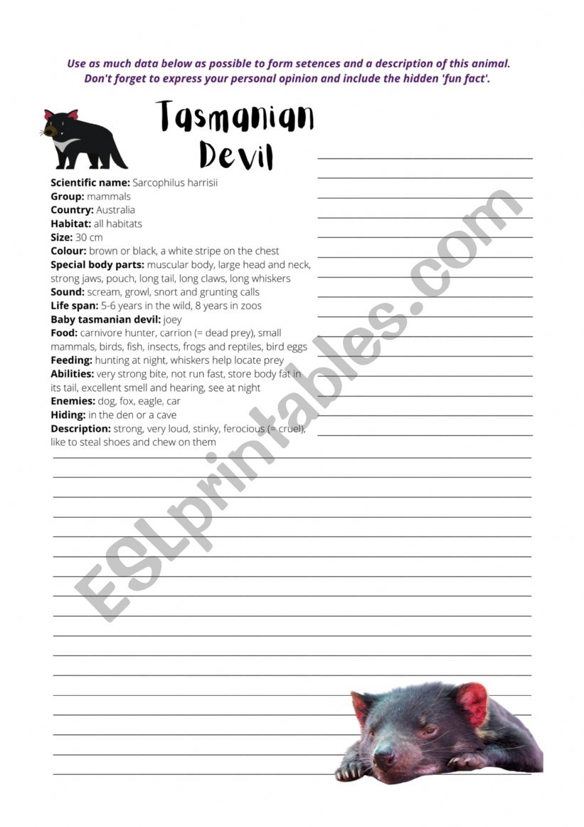 Tasmanian Devil Writing worksheet