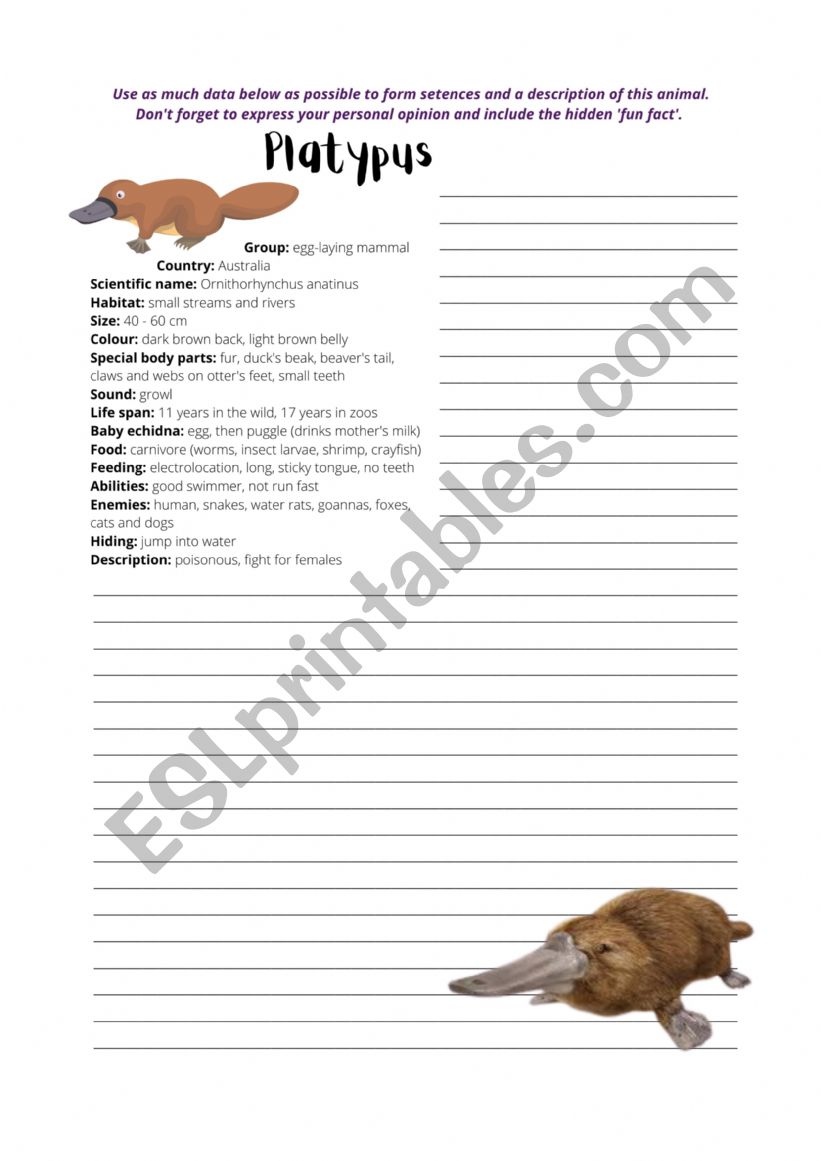 Platypus Writing worksheet