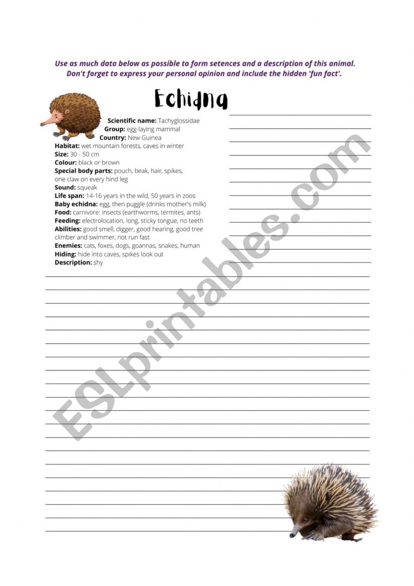 Echidna Writing worksheet