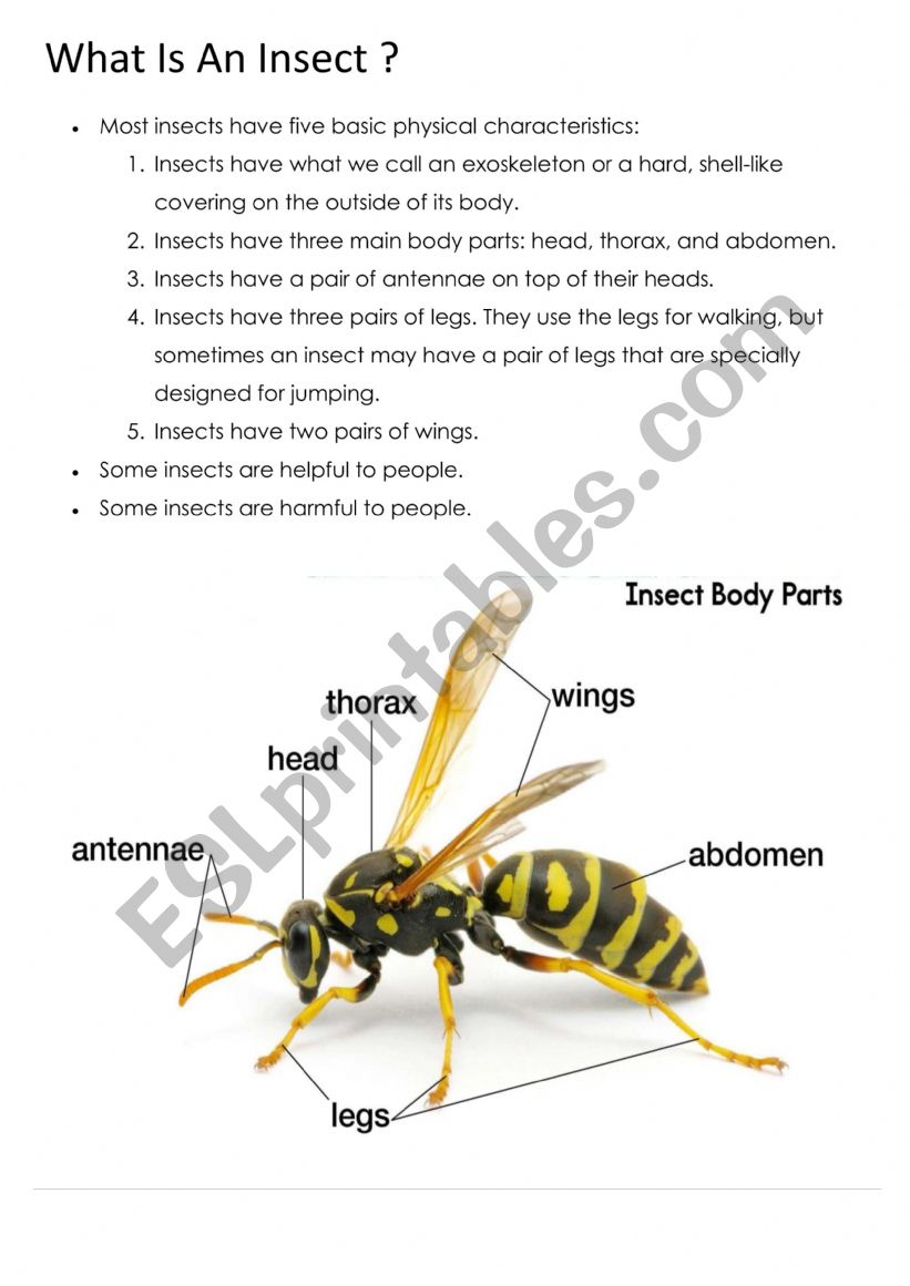 What is an insect worksheet