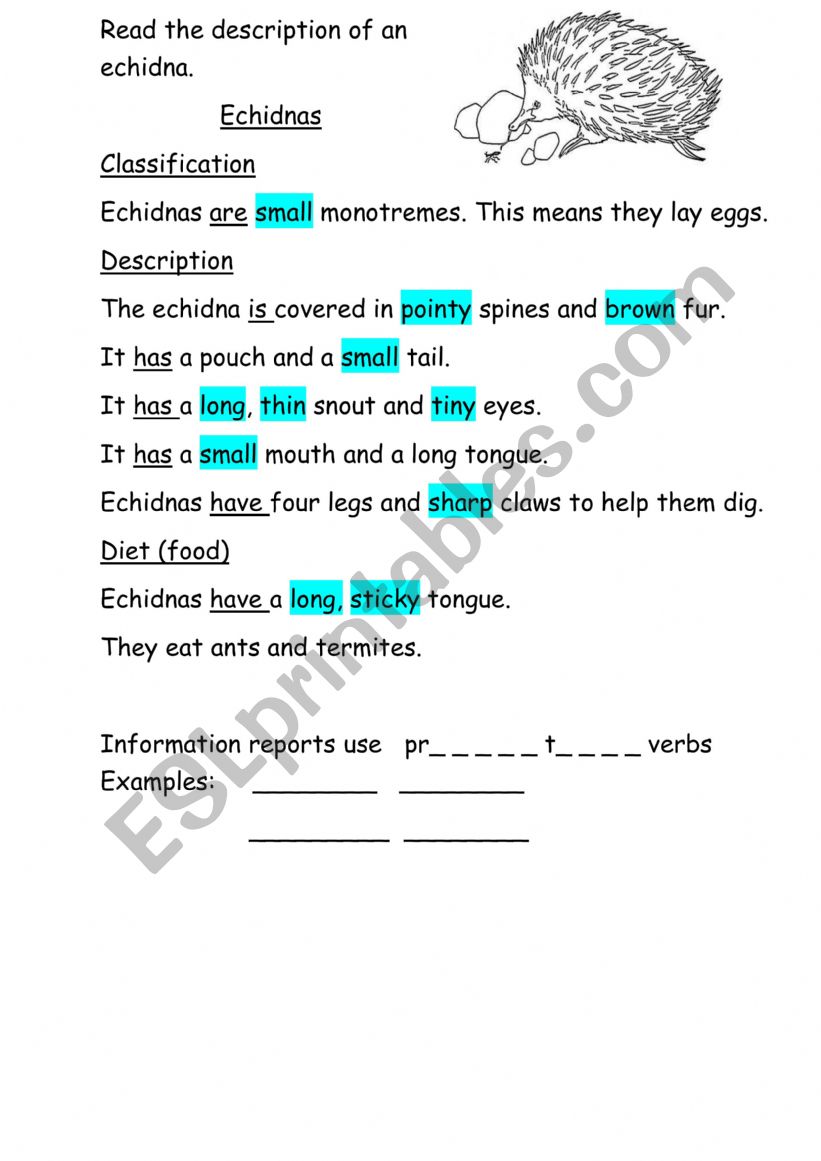 Echidna description using the present tense and adjectives