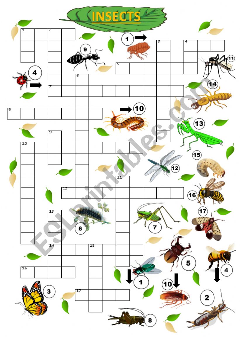 Insects crossword worksheet
