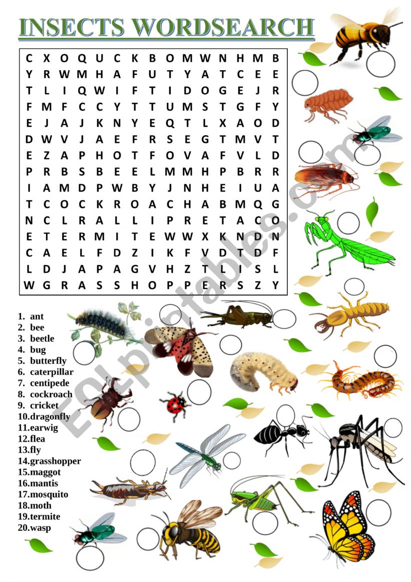 Insect Wordsearch worksheet