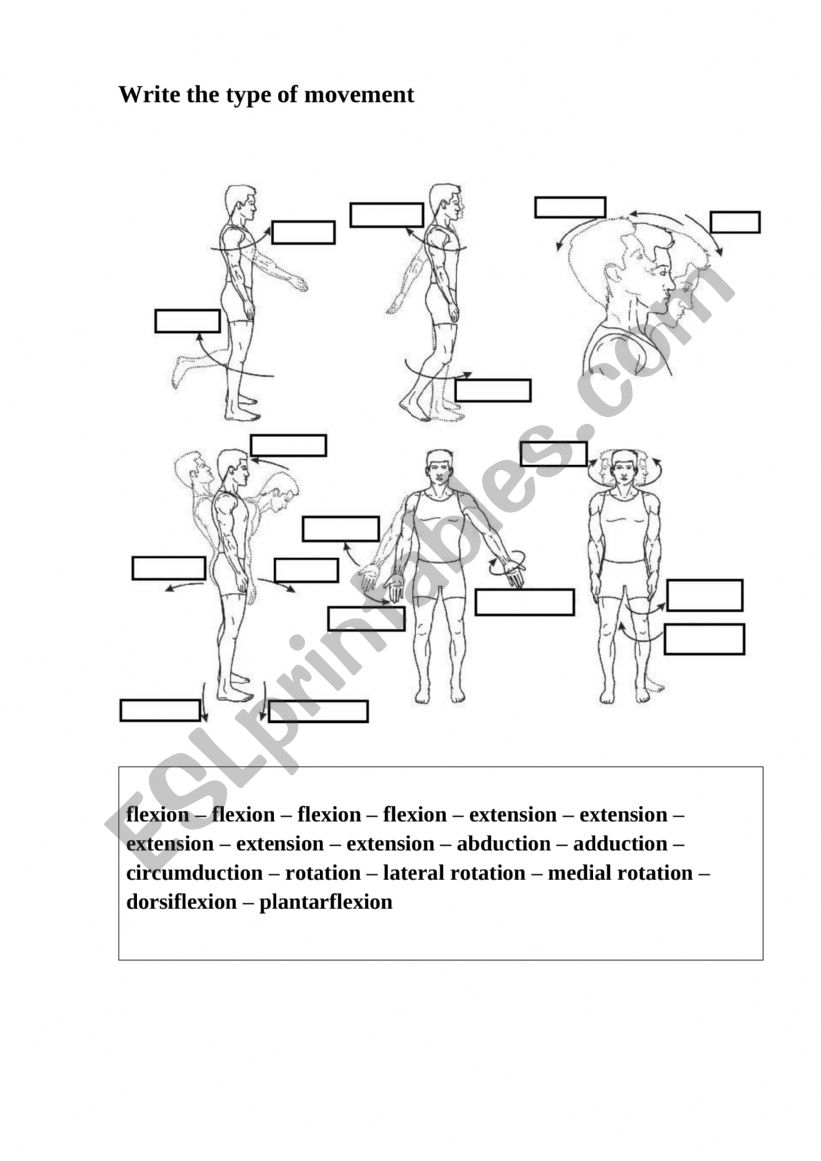 Human joint movements worksheet