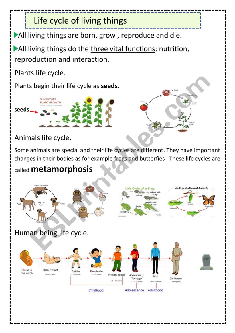Life cycle of living things worksheet