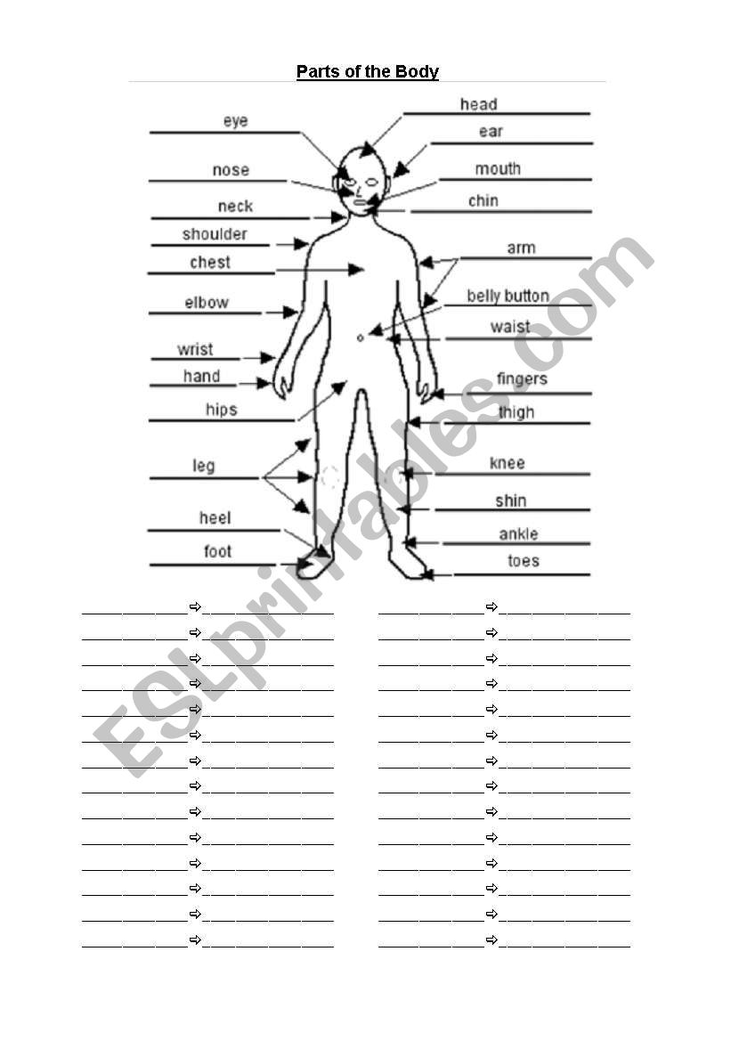 Parts of the body - Teacher worksheet