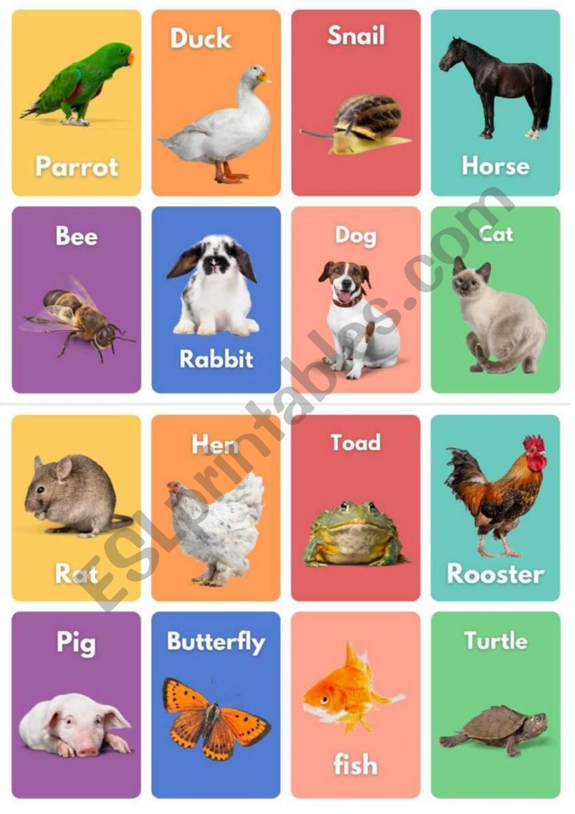 Animals worksheet