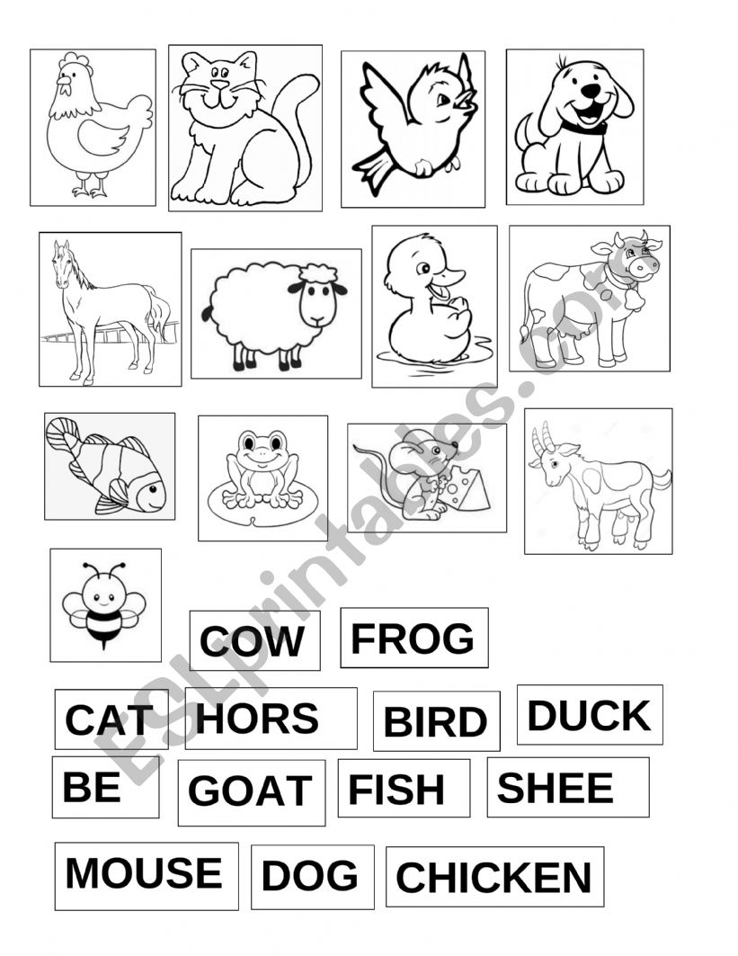 ANIMALS worksheet