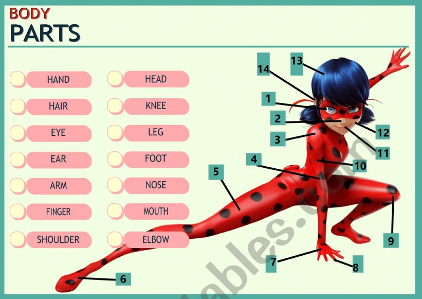 Ladybug body parts worksheet