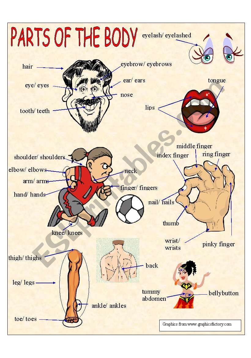 Parts Of The Body worksheet