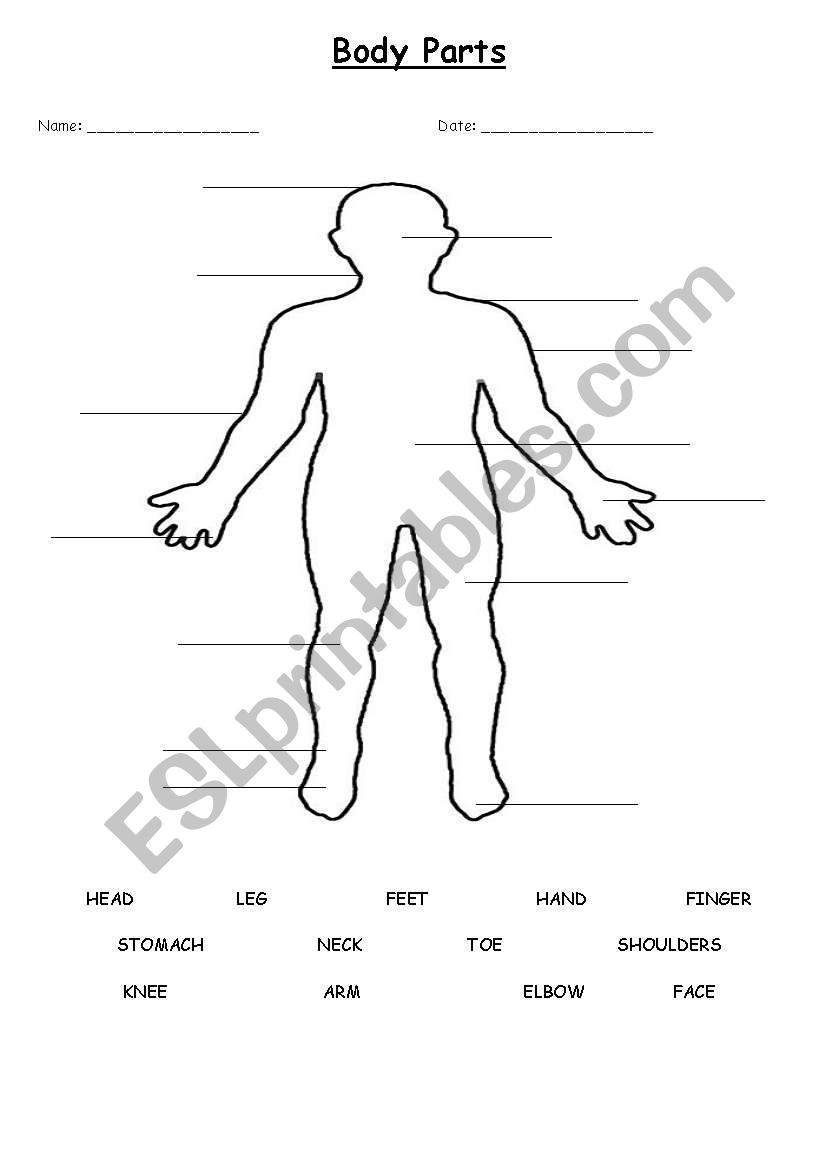 The Human Body worksheet