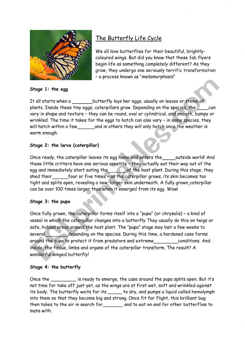 The Butterfly Life Cycle worksheet