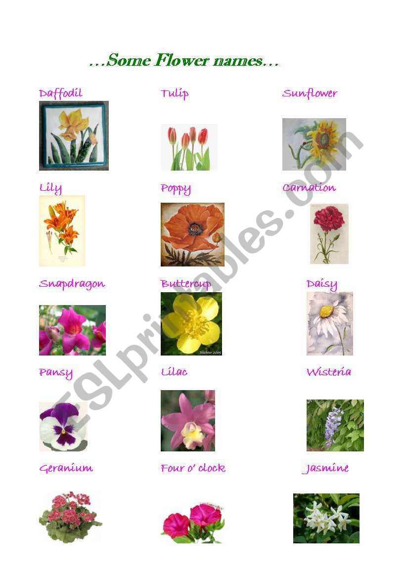 Flowers worksheet