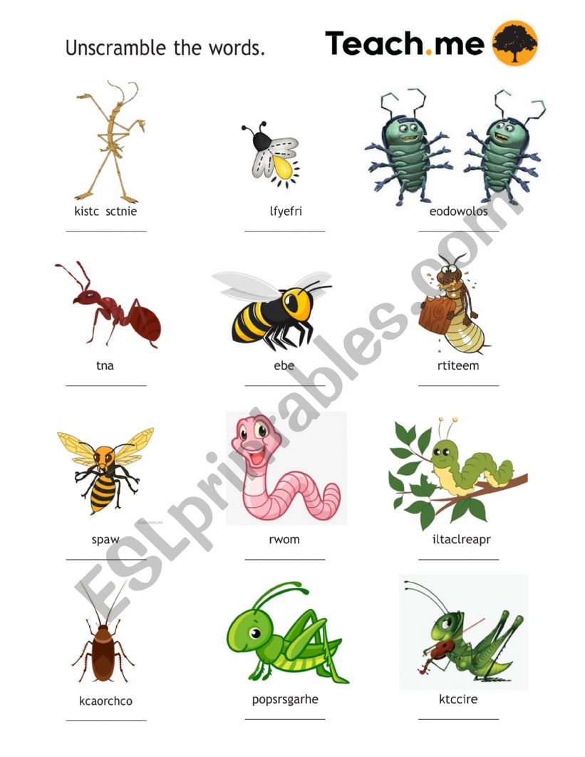 INSECTS vocabulary worksheet