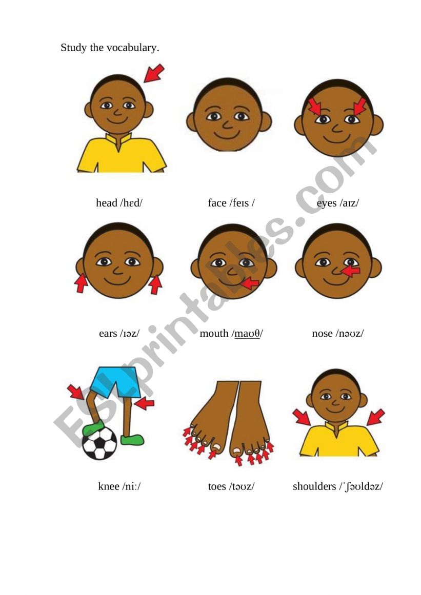 Body vocabular  worksheet