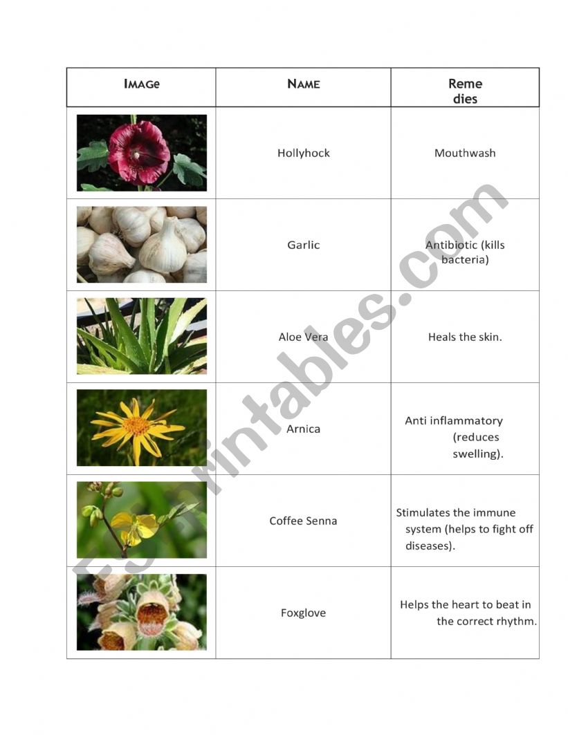 Plants worksheet