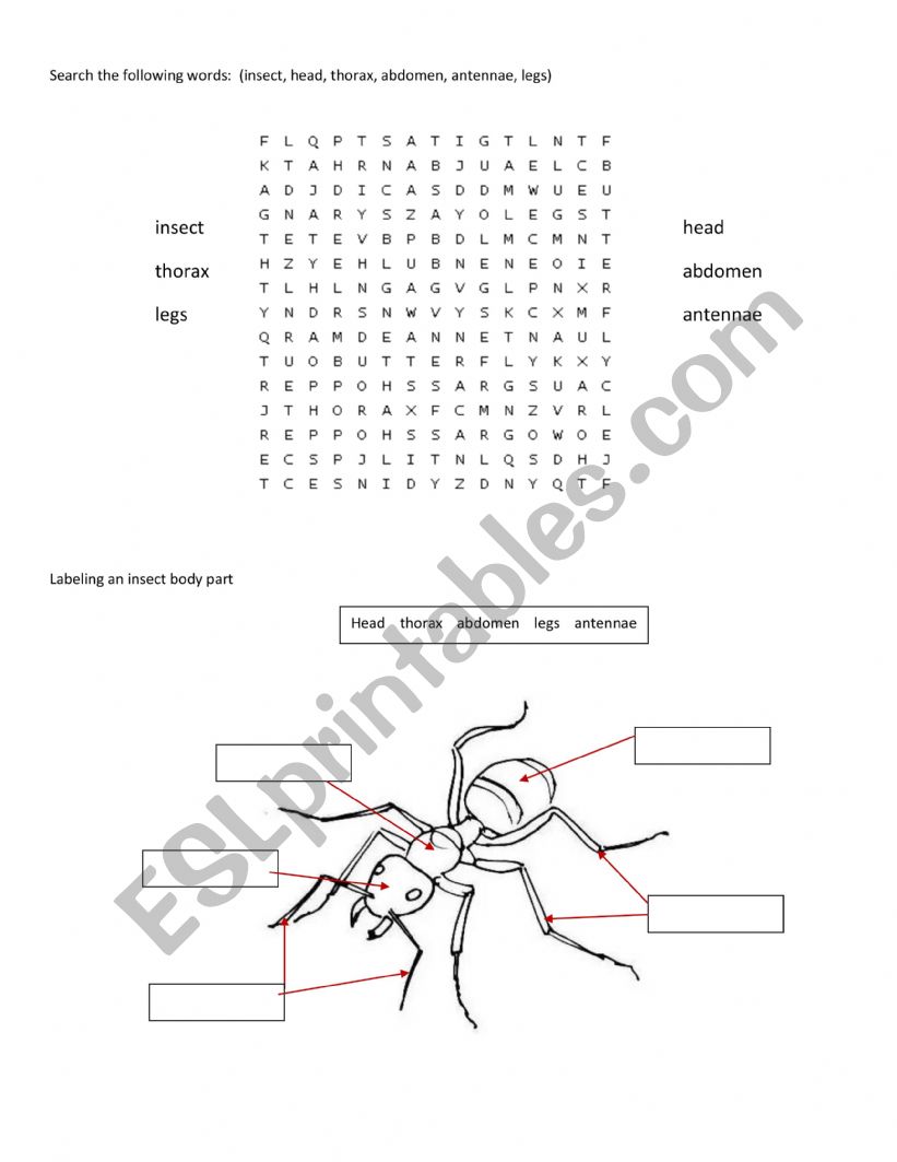 insect body parts worksheet