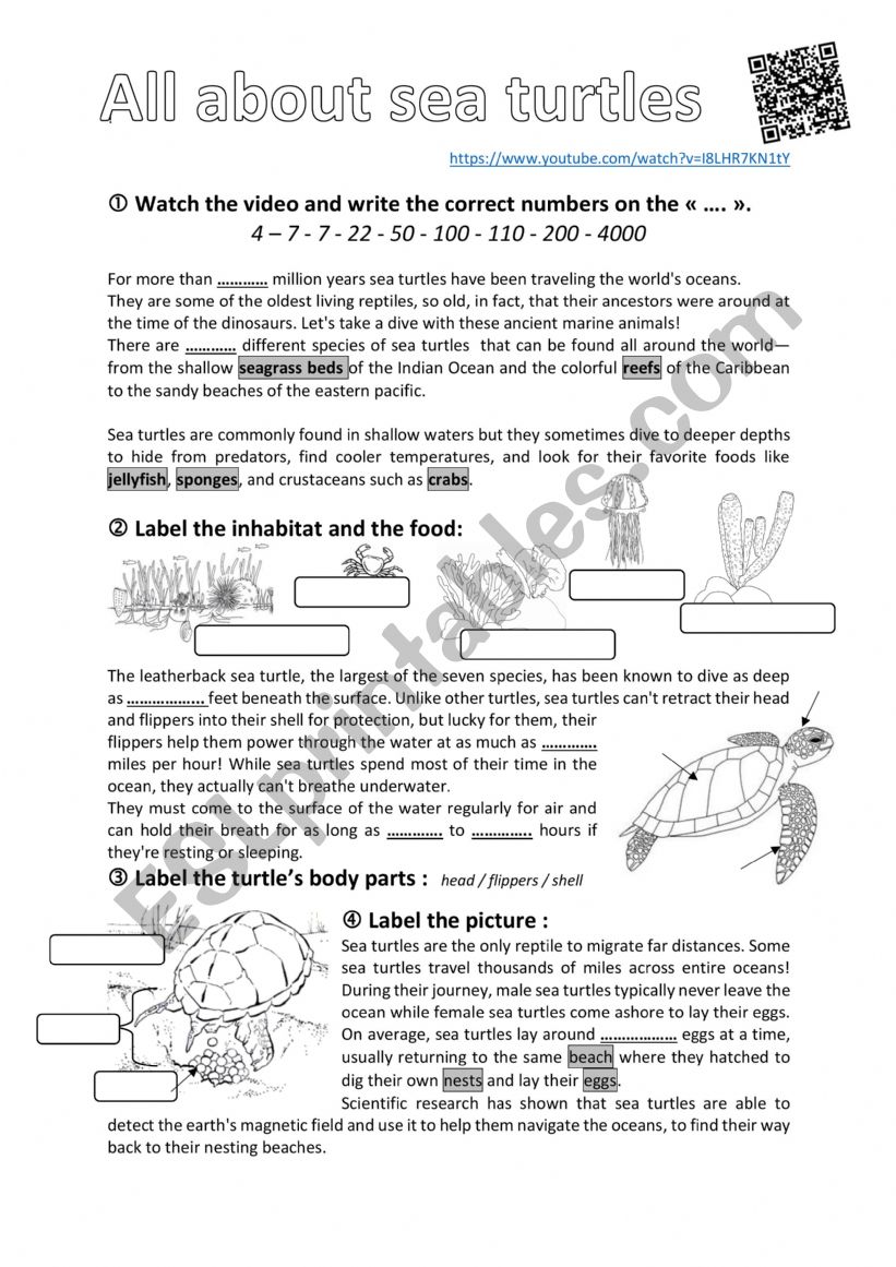all about Sea Turtles worksheet