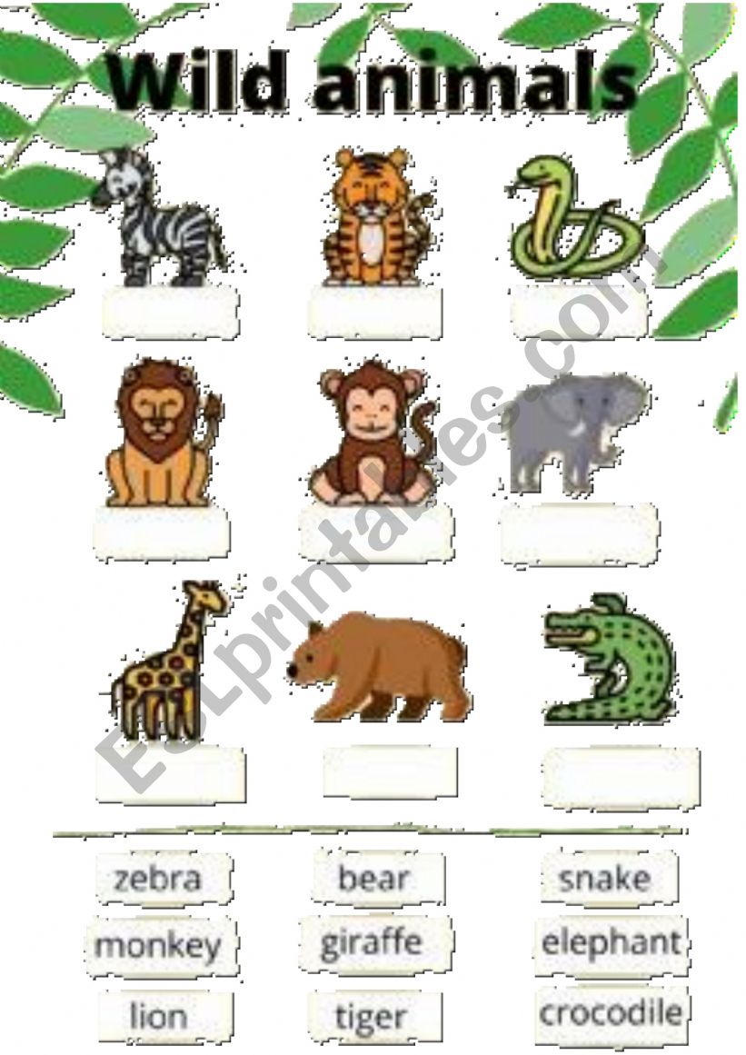 animals worksheet