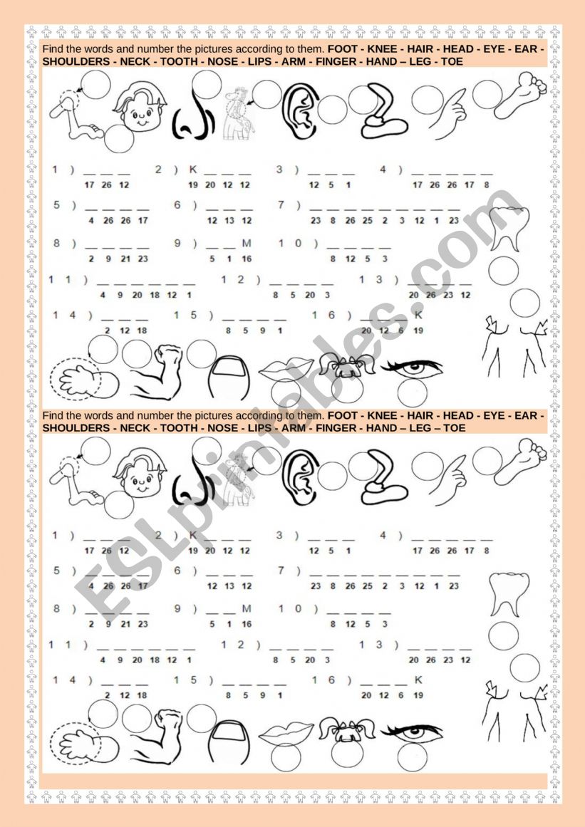 Human body worksheets worksheet