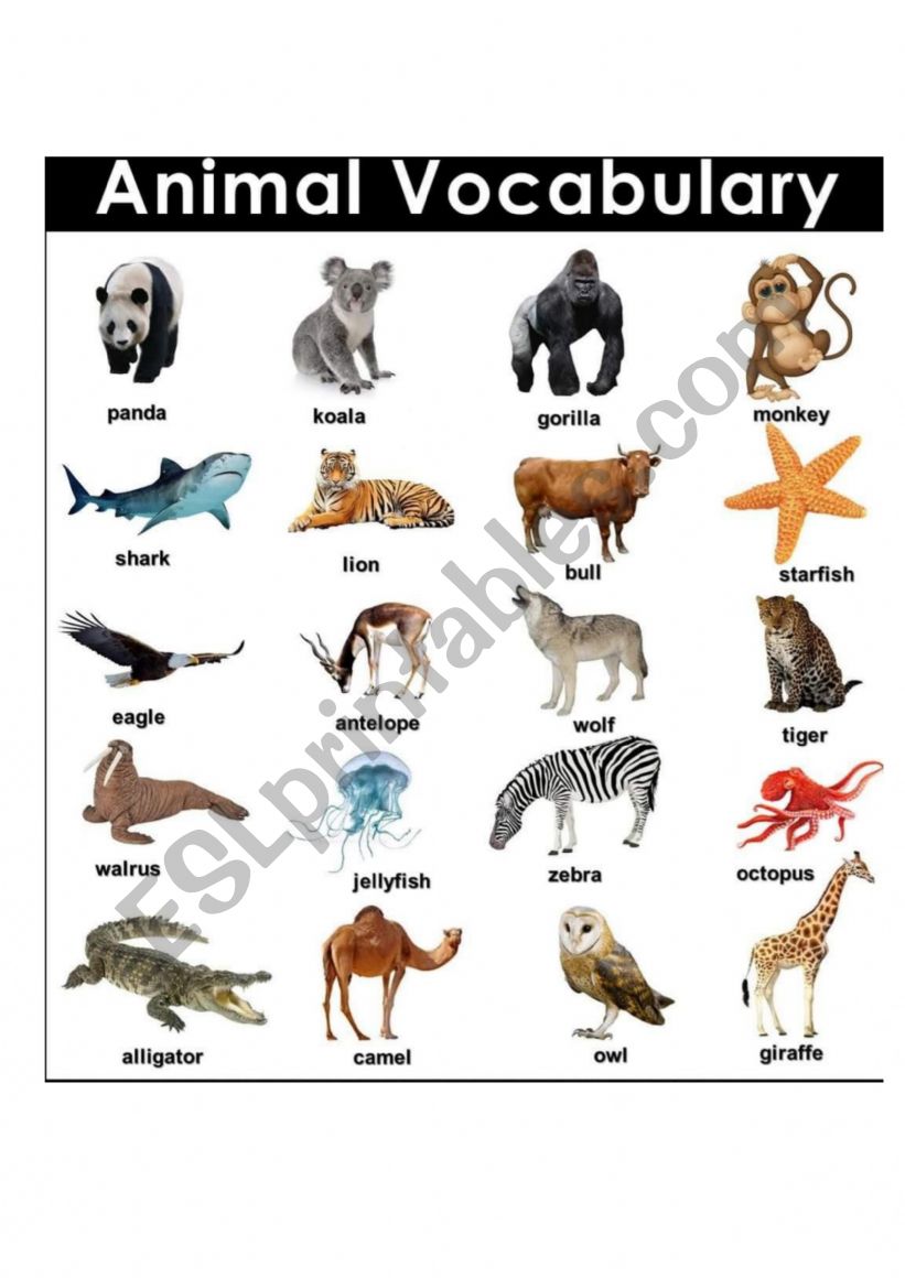 Animals worksheet