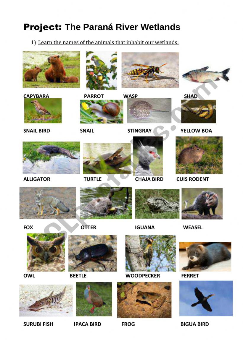 English worksheets: Project: The Paraná River Wetlands