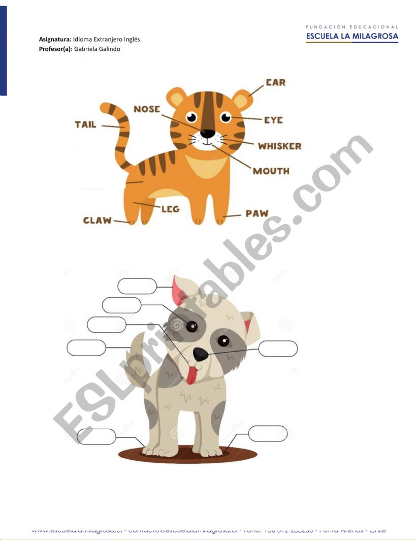 Parts of animal worksheet
