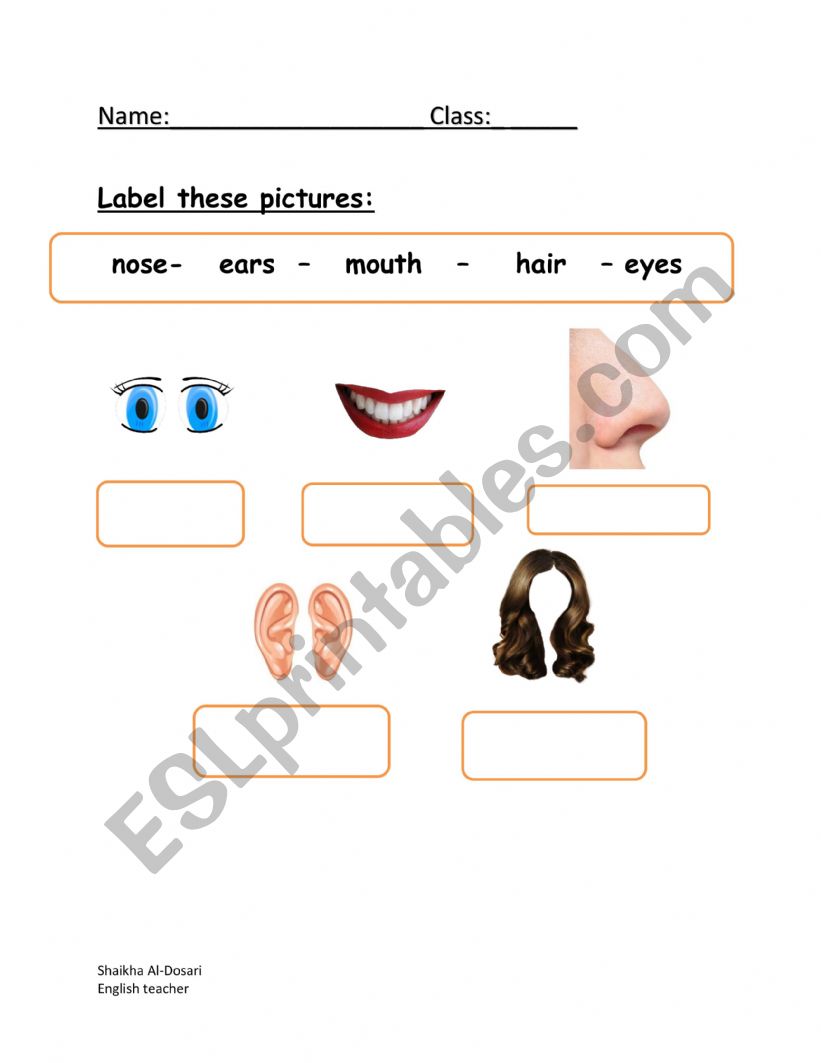 face parts worksheet