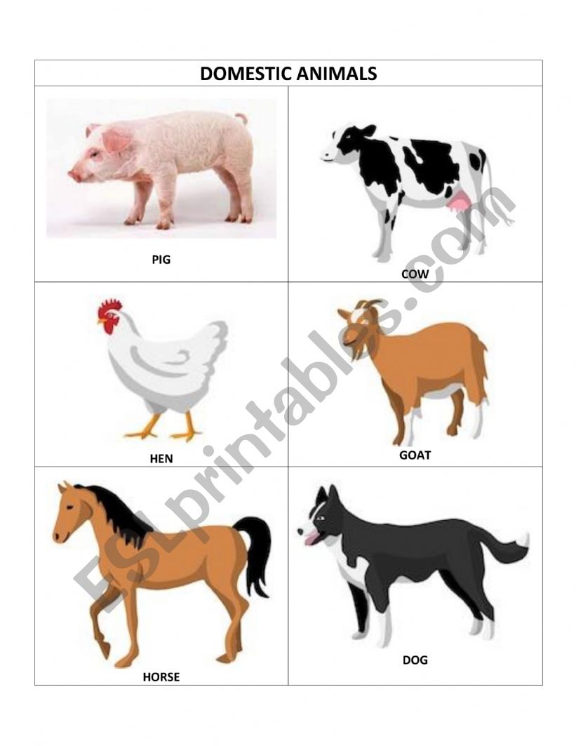 DOMESTIC ANIMALS worksheet