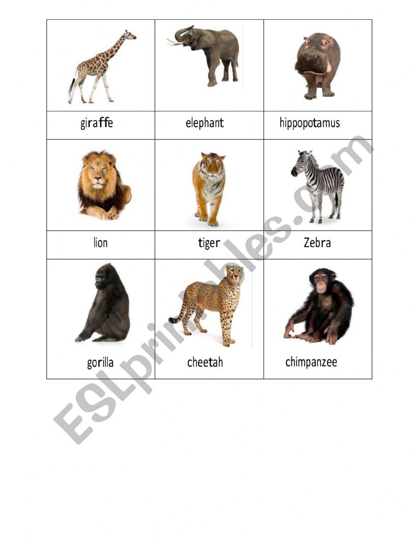 African Animals worksheet