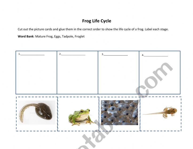 Frog Life Cycle worksheet