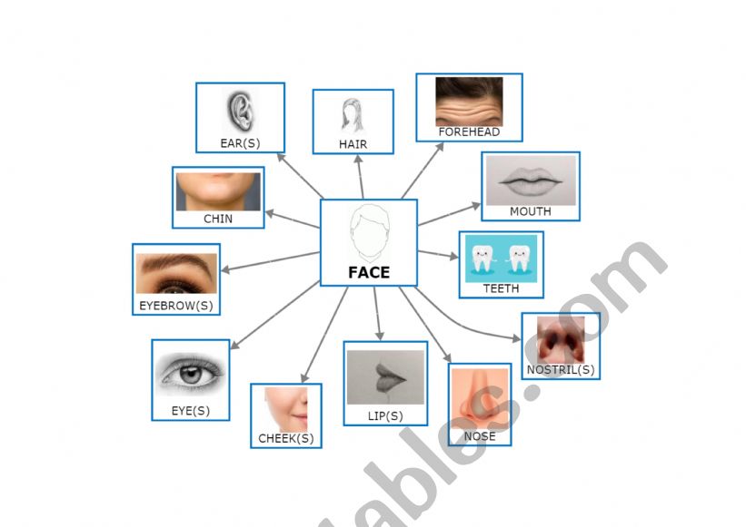 FACE PARTS (mindmap) worksheet