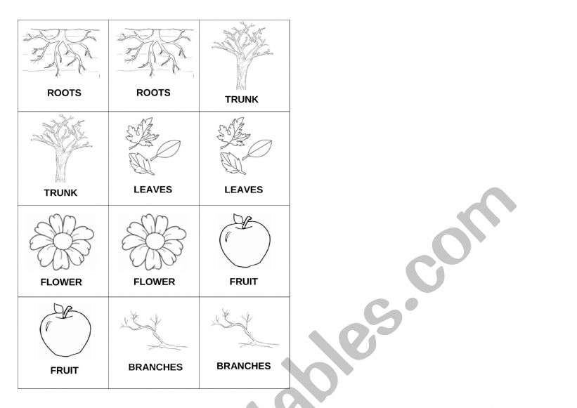 Parts of the plant - Memory Game