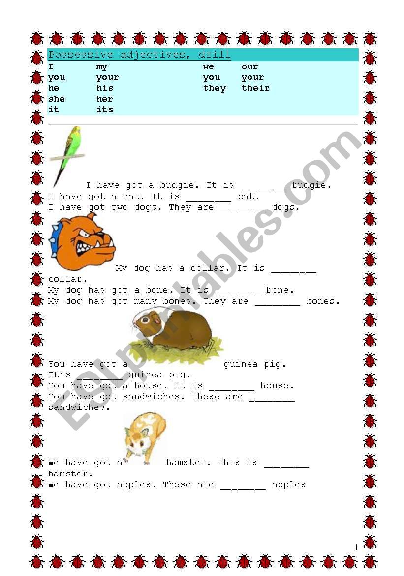 Possessive adjectives, drill worksheet