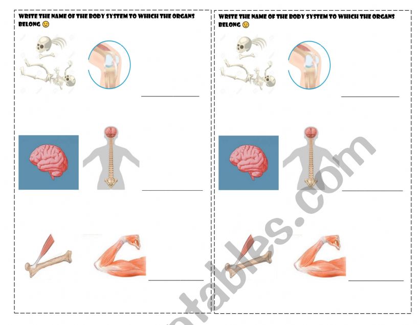 Worksheet skeletal, muscular and vervous system 