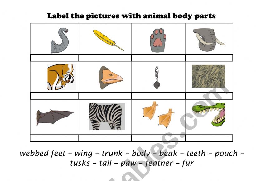 Animal Body Parts worksheet