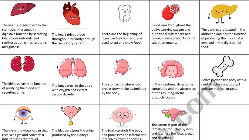 Parts of the Body GAME worksheet