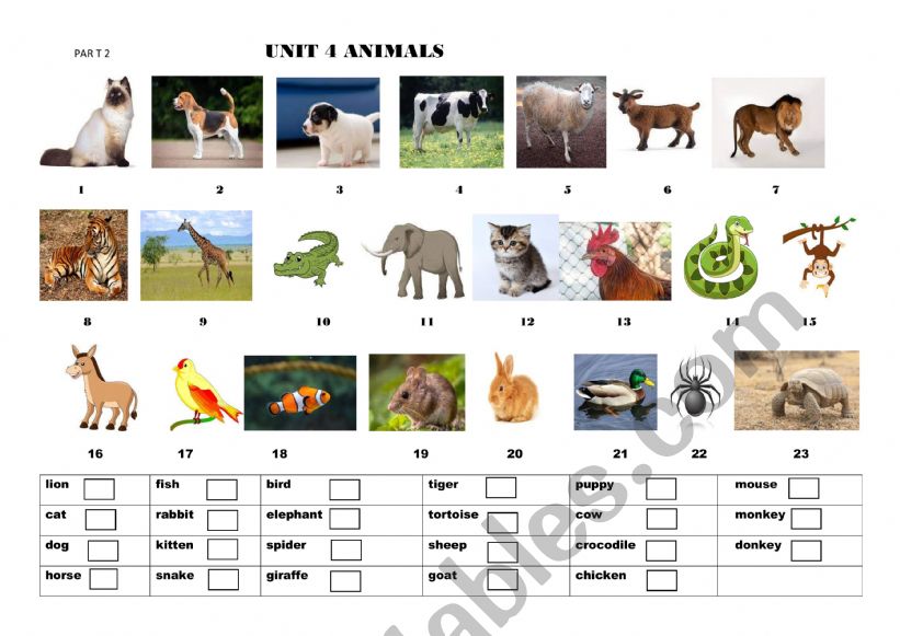 matchin animals worksheet