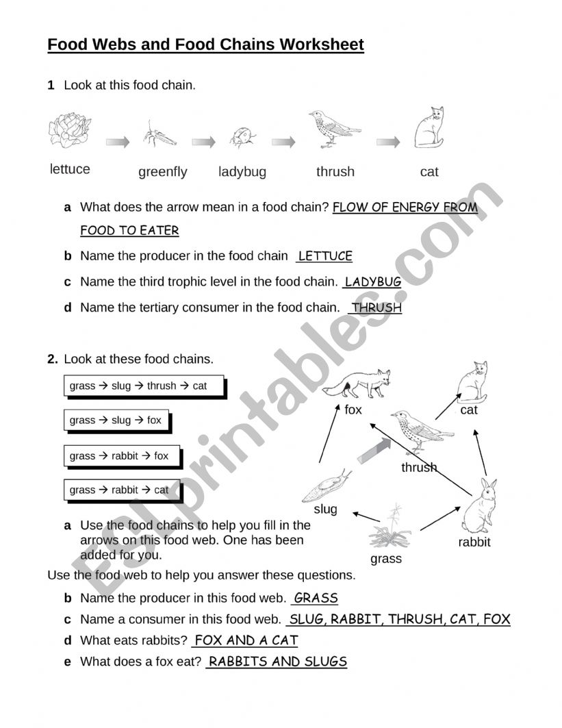 Food Web and Food Chain worksheet