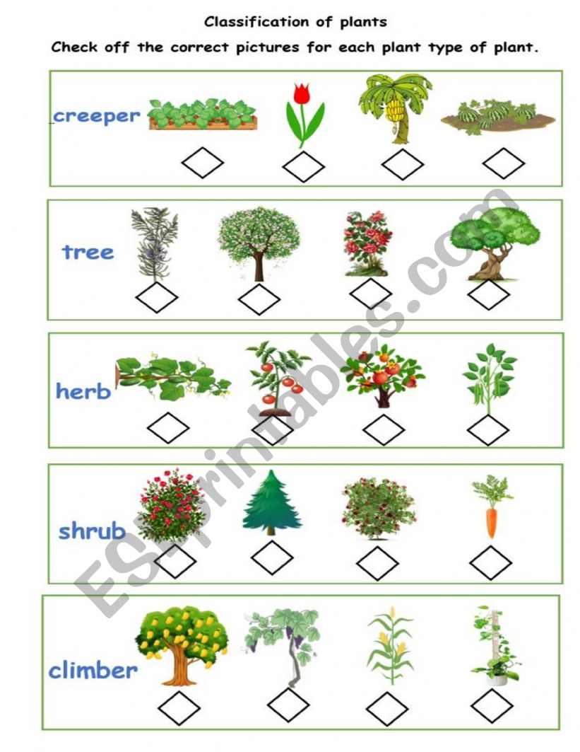 CLASSIFICATION OF PLANTS worksheet