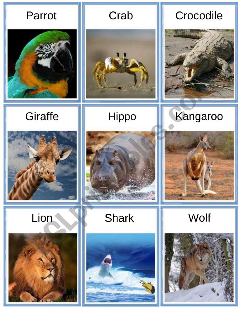 animals - flash cards worksheet