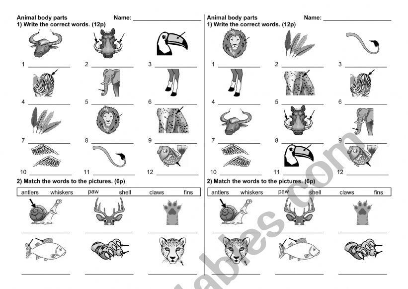 Wild animals body parts test worksheet