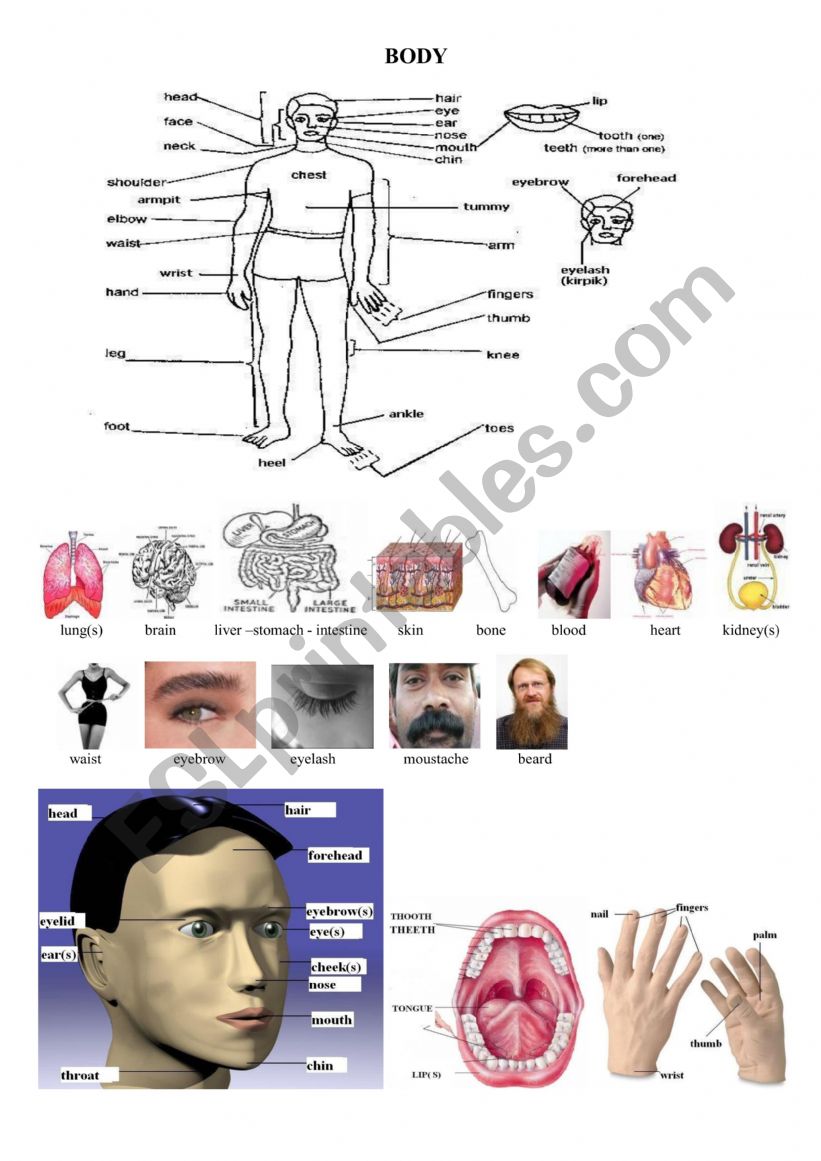 Parts of body worksheet
