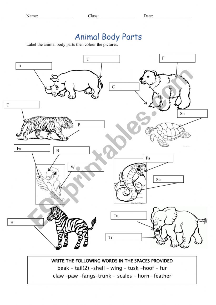 Animal Body Parts  worksheet