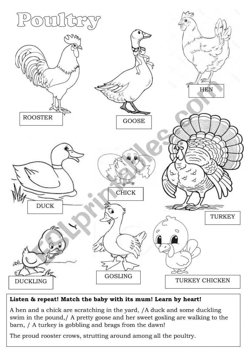 Poultry worksheet