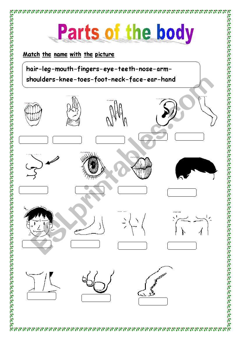 Body parts worksheet