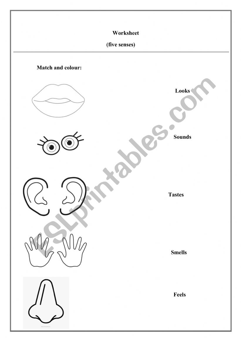 five senses worksheet