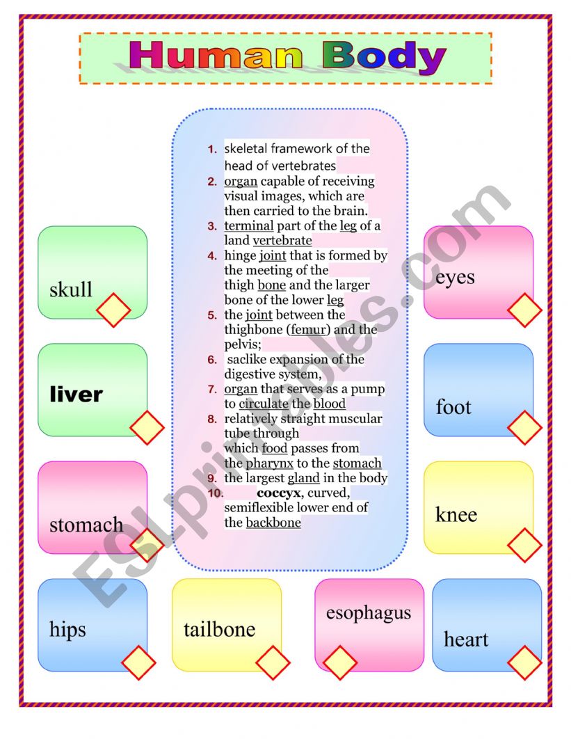 Human body worksheet