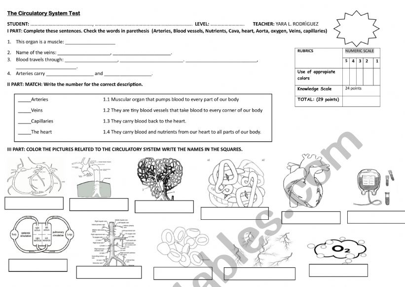 CIRCULATORY SYSTEM TEST  worksheet